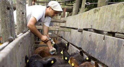 Aftosa: en marzo se inicia la campa�a de vacunaci�n anual
