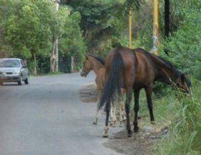 Un hombre falleci� tras agonizar al chocar con un animal suelto