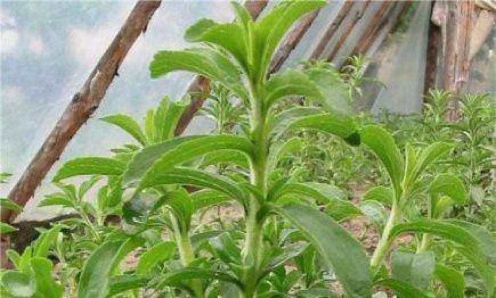 Comenzar�n a producir cristales de stevia en la provincia de Misiones