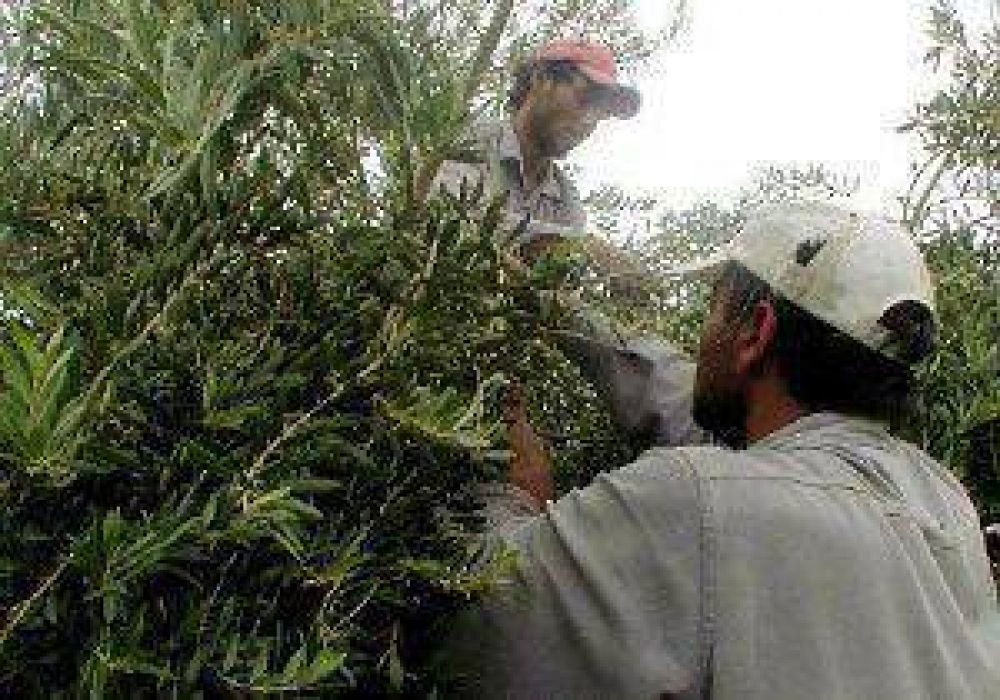 Desembolsan $26 millones para la cosecha oliv�cola