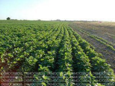 Preocupa el avance de la �sojizaci�n� en los campos de Jun�n y la Regi�n