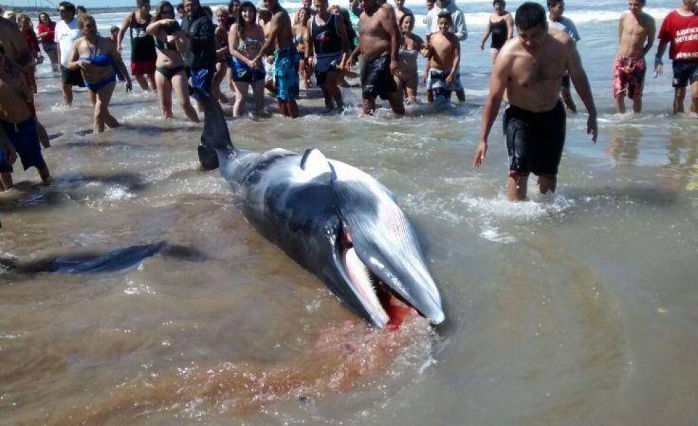 Apareci� una ballena muerta en la playa del Puerto