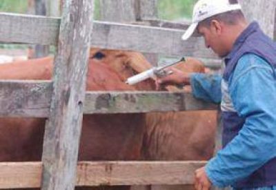 Campa�a de vacunaci�n contra la fiebre aftosa