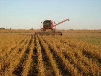 Soja, el monocultivo que preocupa en toda la regi�n bonaerense