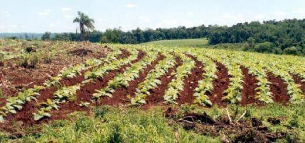 La Provincia pide que el acopio de tabaco comience a inicios de marzo