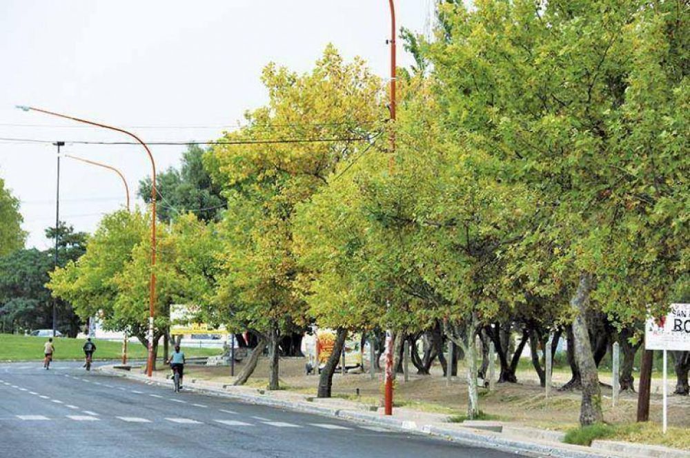 Buscan salvar de la sequ�a al arbolado urbano