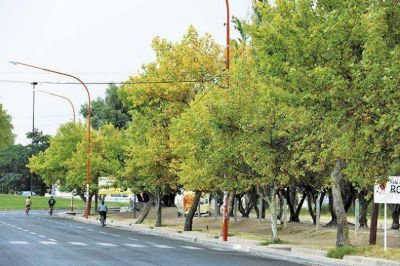 Buscan salvar de la sequ�a al arbolado urbano