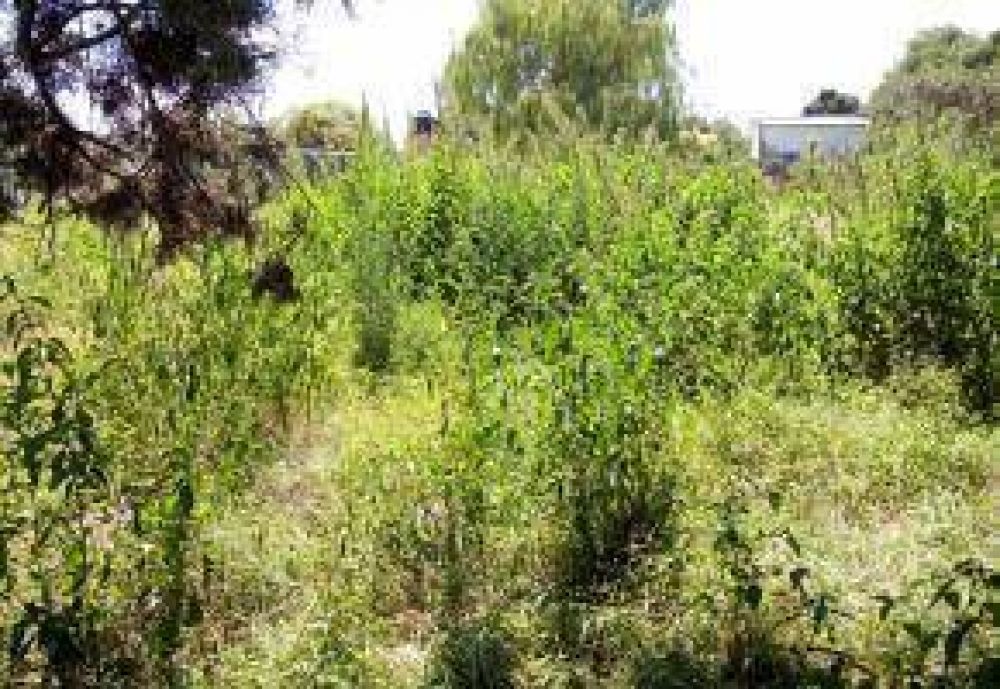 Vecinos preocupados por la presencia de Culebras en un terreno bald�o