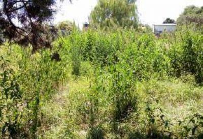 Vecinos preocupados por la presencia de Culebras en un terreno bald�o