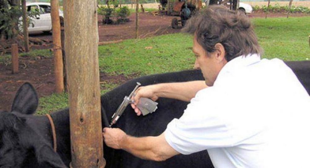 Aftosa: bronca ganadera por aumento en vacuna