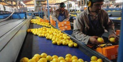 Tucum�n podr�a exportar lim�n y frutilla a Qatar
