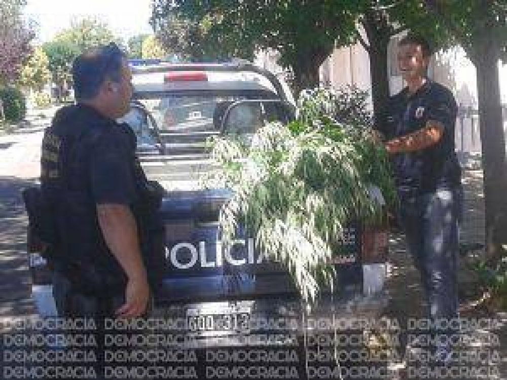 Descubren varias plantas de marihuana en una vivienda