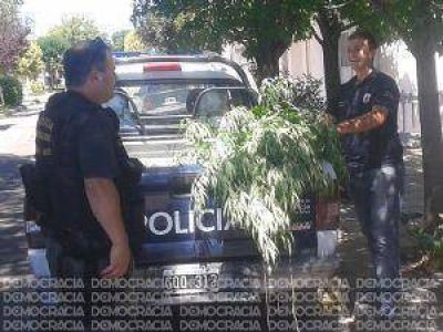 Descubren varias plantas de marihuana en una vivienda
