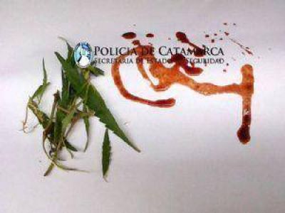 Secuestran elementos robados y plantas de marihuana en Capay�n