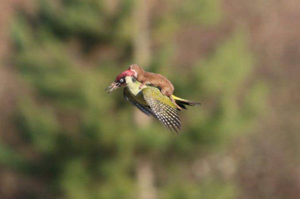 Incre�ble: una comadreja vol� sobre un p�jaro carpintero