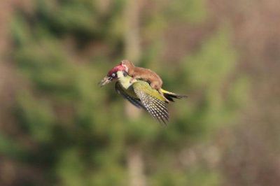Incre�ble: una comadreja vol� sobre un p�jaro carpintero