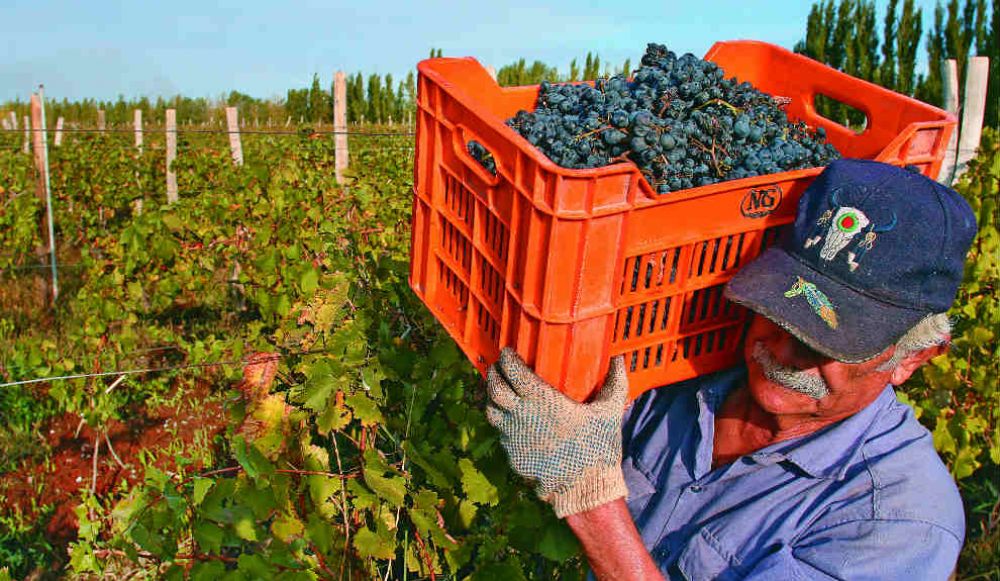 Cooperativas vitivin�colas reclaman medidas macro