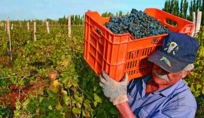 Cooperativas vitivin�colas reclaman medidas macro