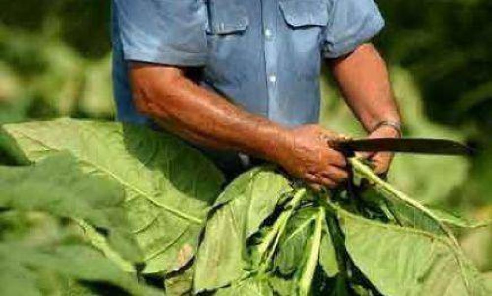 Productores de tabaco demandan un 24% de aumento