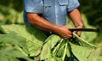 Productores de tabaco demandan un 24% de aumento