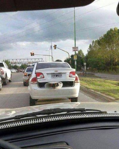 Indignante: un automovilista lleva a un perro en el ba�l del veh�culo