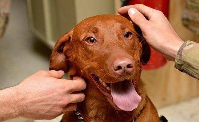 Aplican multas a vecinos de un edificio por tener mascotas