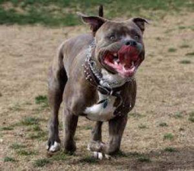 Dos perros pitbull atacaron a una persona