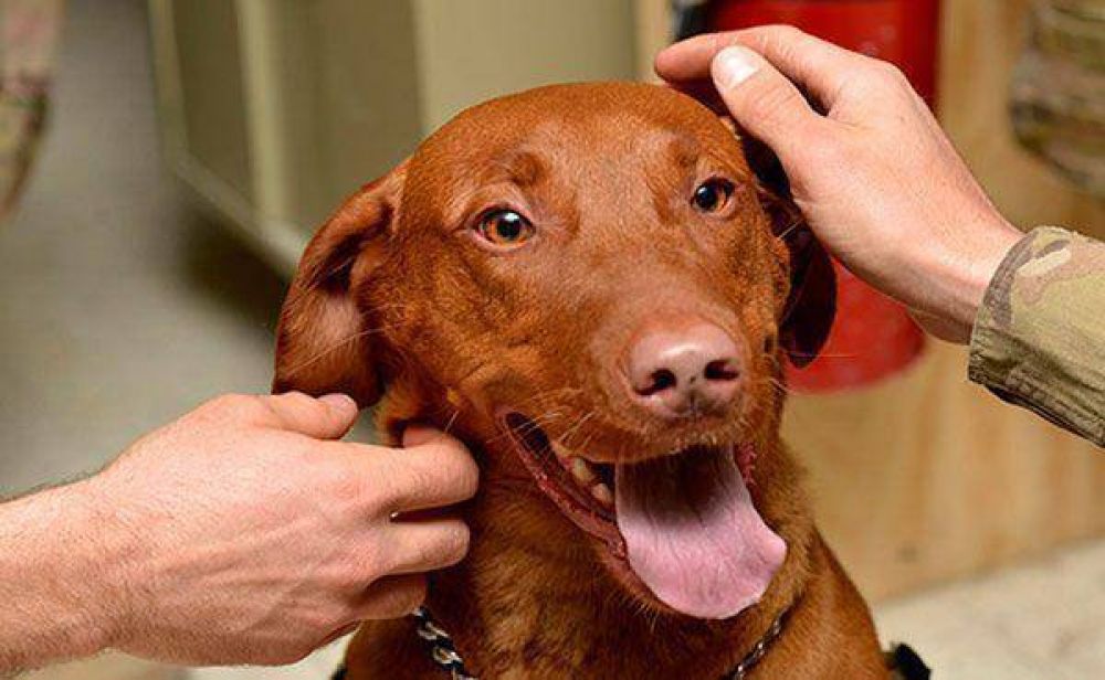 Aplican multas a vecinos de un edificio por tener mascotas