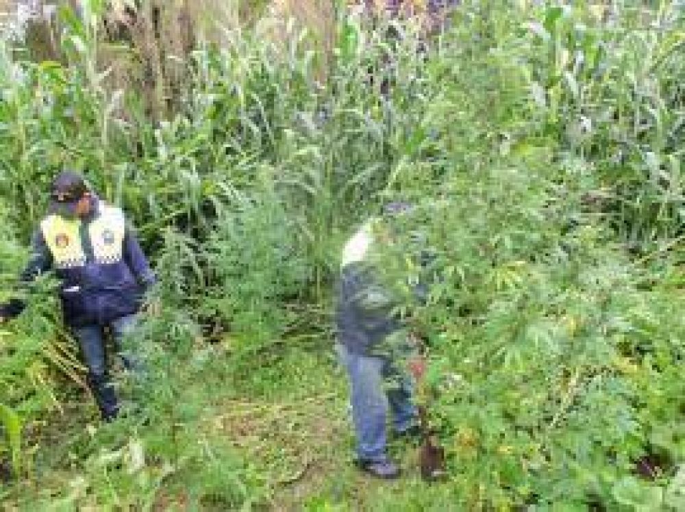 Desmantelan plantaci�n de marihuana en una casa en Taf� del Valle