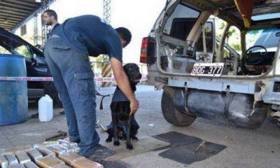 San Pedro: utilizar�n perros para rastrear drogas en los controles de polic�a