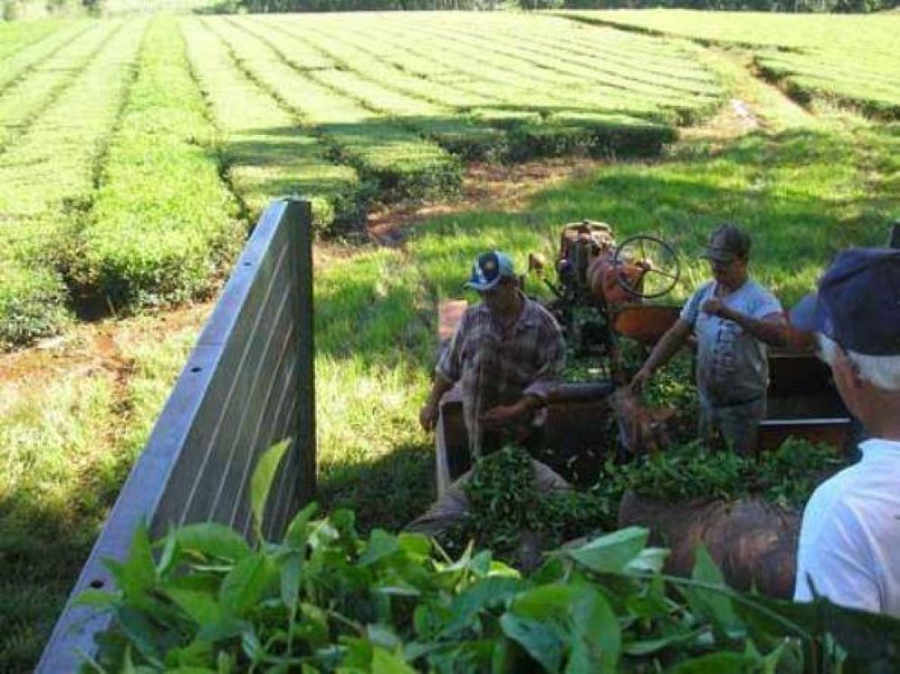 Implementar�n un fondo rotatorio para la cosecha del t� en Misiones