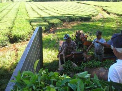 Implementar�n un fondo rotatorio para la cosecha del t� en Misiones