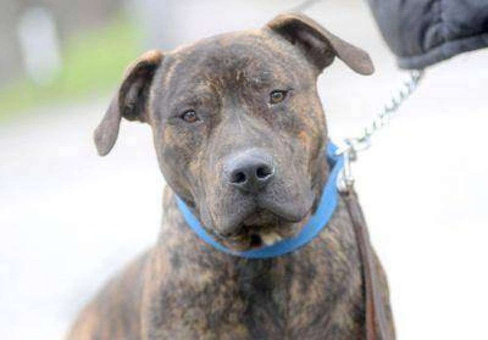 Durante la temporada se denuncian 180 mordeduras de perros por mes