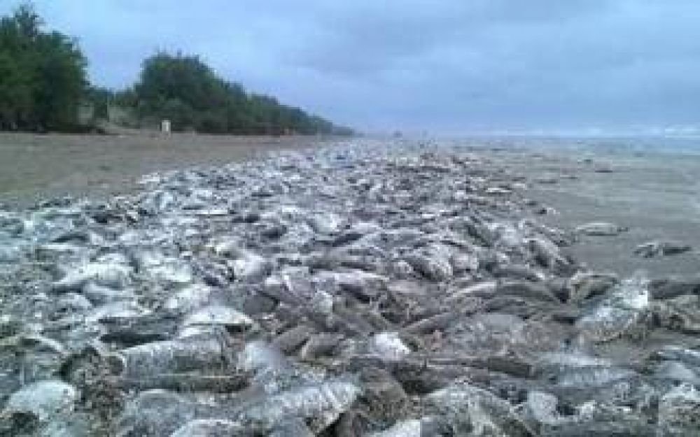 La Costa: Impactante cantidad de peces muertos