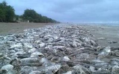La Costa: Impactante cantidad de peces muertos