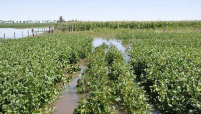 Soja: C�rdoba perder�a U$S 1.285 millones