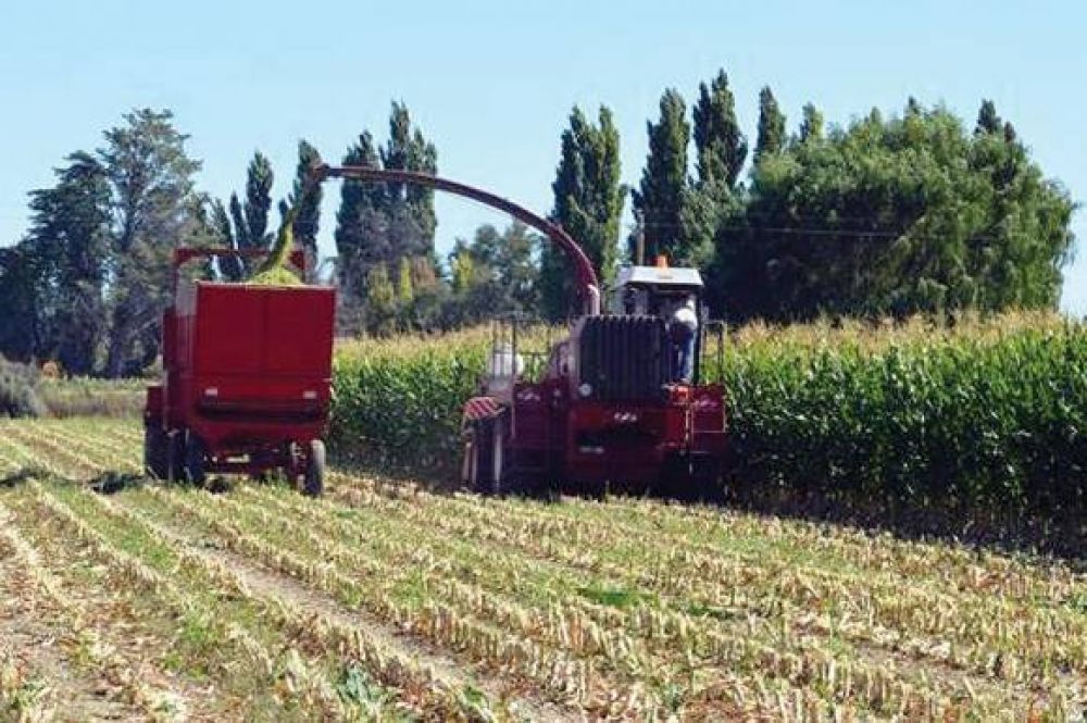 Productores del Valle Inferior iniciaron cosecha de 100 hectreas de maz