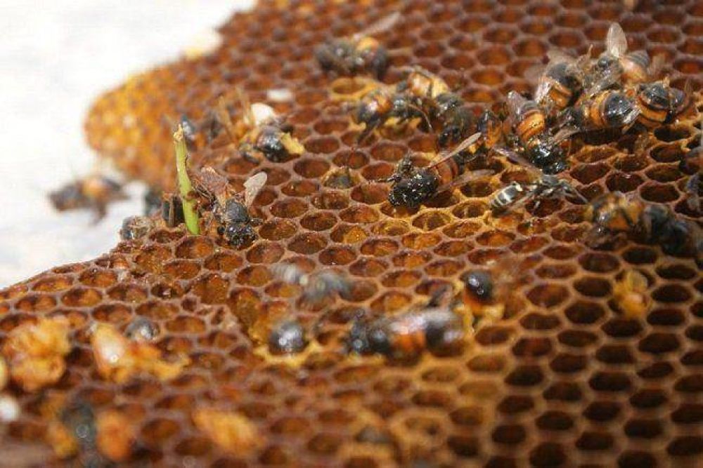 Est prohibida la cra de abejas en Posadas