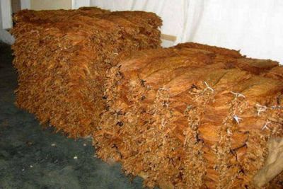 Este mi�rcoles comienza el acopio del tabaco Burley en Misiones