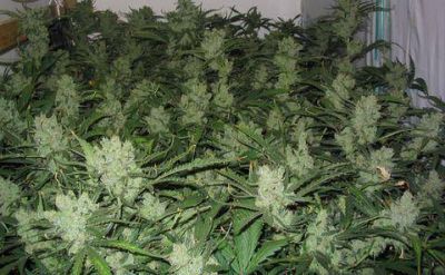 Pergamino desarticulan bandas que vend�an marihuana y �xtasis