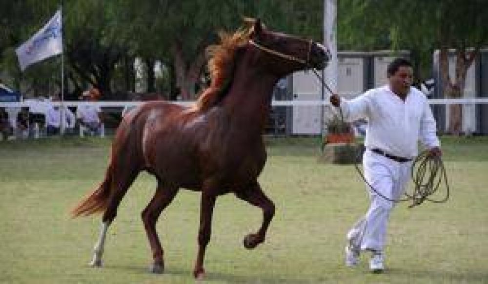 Caballos peruanos: claves para disfrutar la fiesta