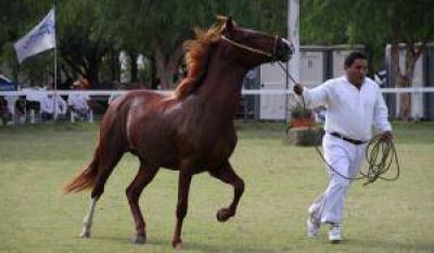 Caballos peruanos: claves para disfrutar la fiesta