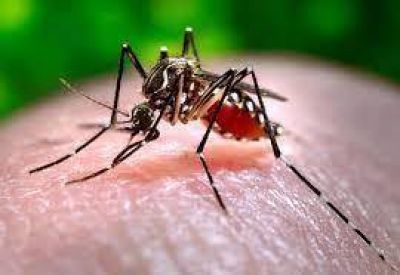 Tres casos de dengue en Salvador Mazza