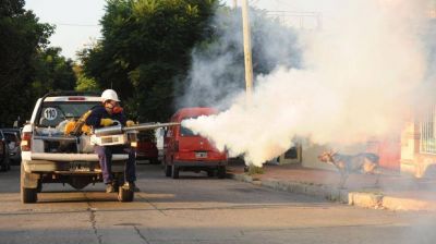 Detectan importante aumento del mosquito del dengue en C�rdoba