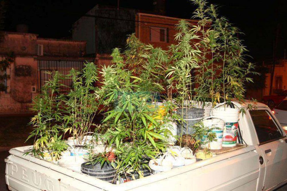 Encuentran un vivero con 70 plantas de marihuana en una casa de calle Sarav�