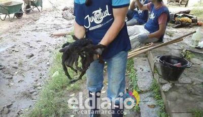 Mira el tama�o de esta ara�a