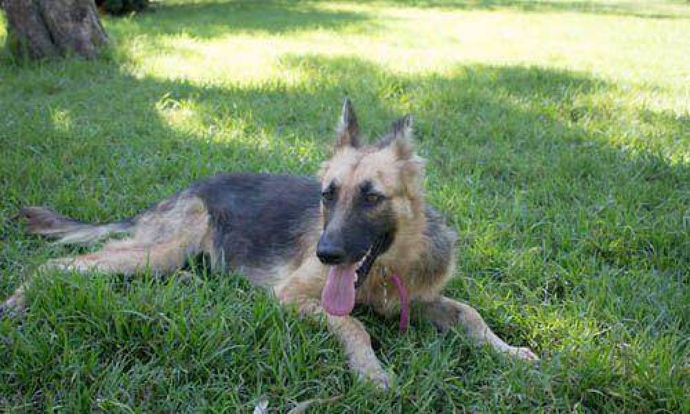 Pilar, un verdadero refugio para los perros abandonados