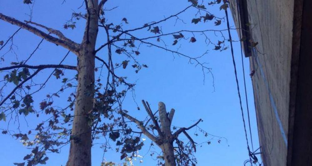 Piden informes por la mutilaci�n de �rboles en calle Arnaldo