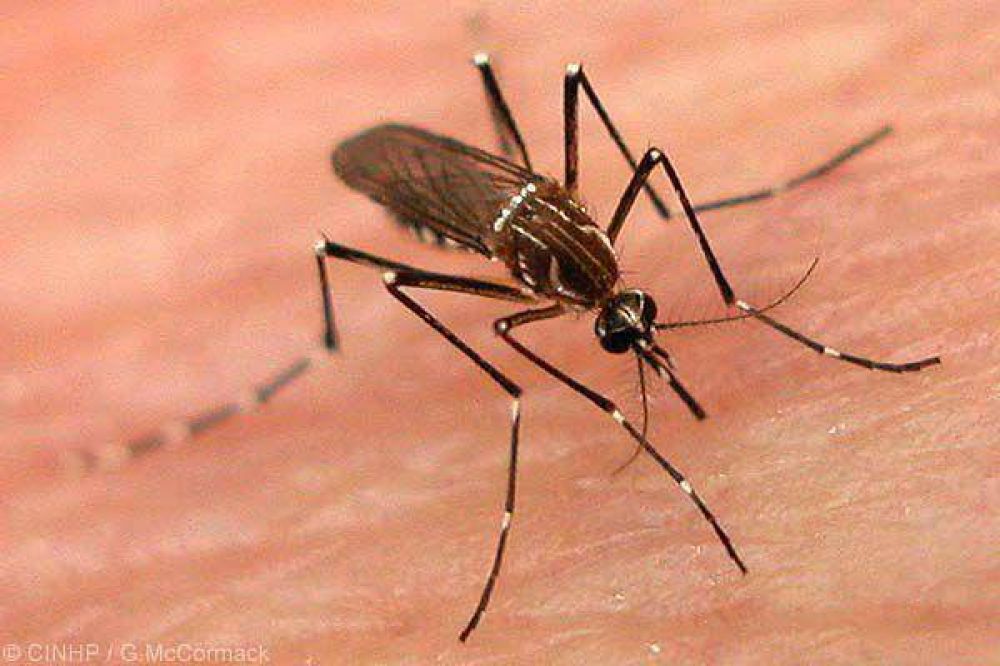 Dengue: por el calor, piden extremar las medidas de prevenci�n