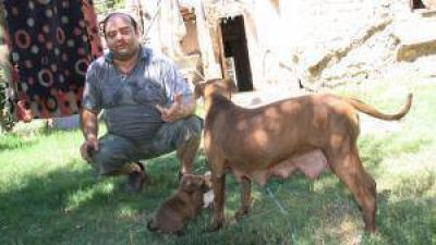Asaltan a un hombre para robarle 5 cachorros Pitbull